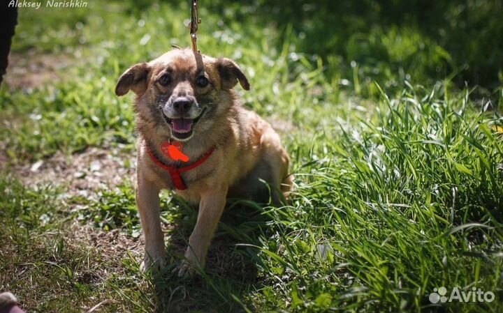 Собаки бесплатно в добрые руки