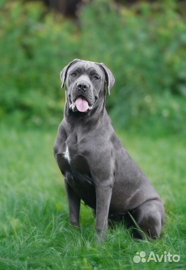 Девочка кане корсо