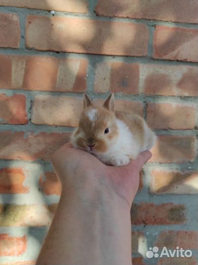 Крольчата мини