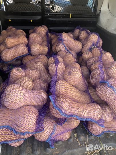 Тыква Матильда