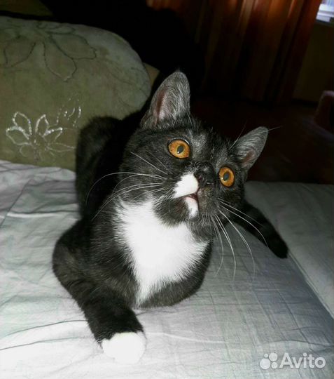 Котик по имени Каспер