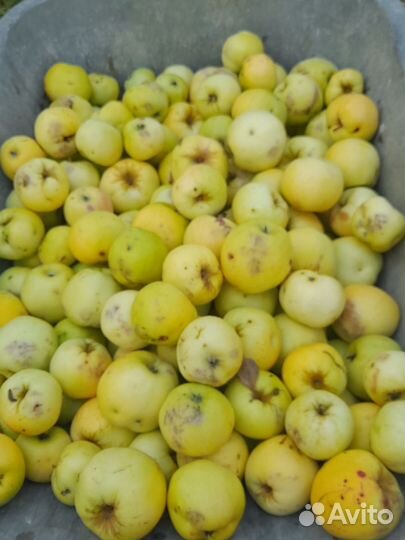 Яблоки