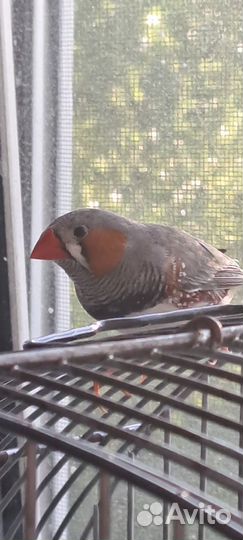 Зебровые амадины