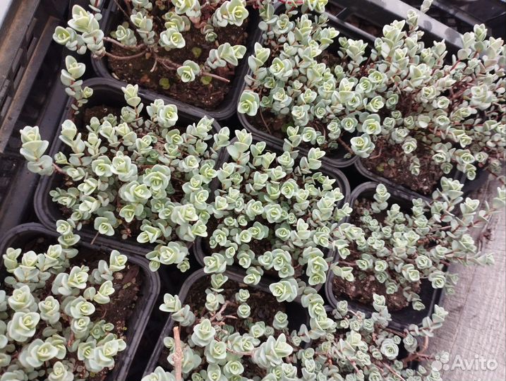 Седум Эверса