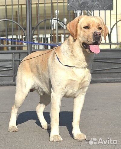 Передержка собак