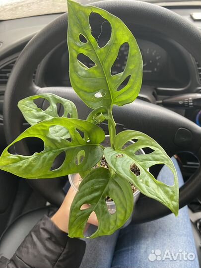 Комнатные цветы и растения