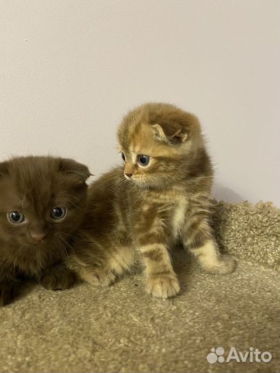 Вислоухие котята
