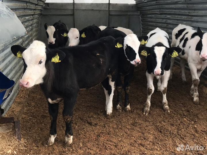 Телята бычки