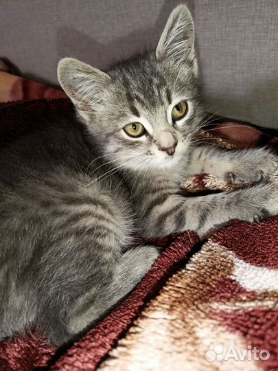 Котенок в дар бесплатно
