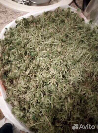 Мох сфагнум, ягель живой