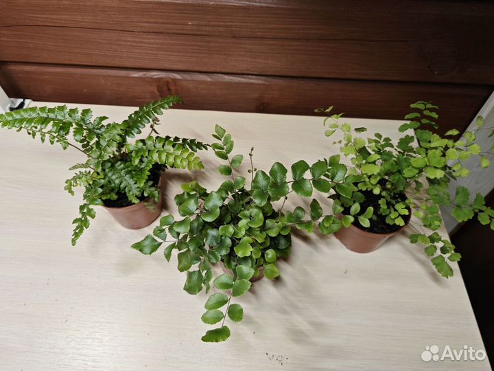 Комнатные растения малыши
