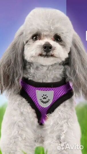 Шлейка для маленькой собаки