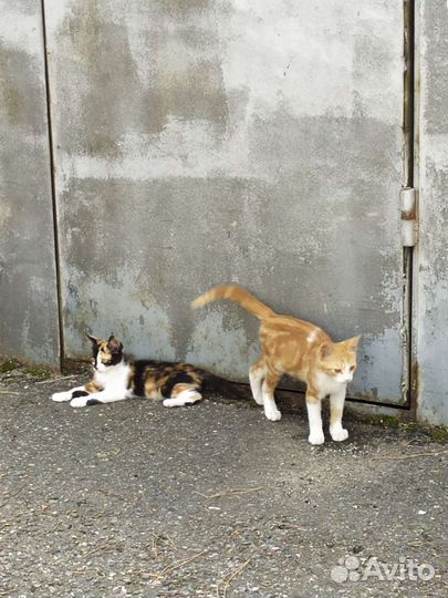Котята в добрые руки бесплатно