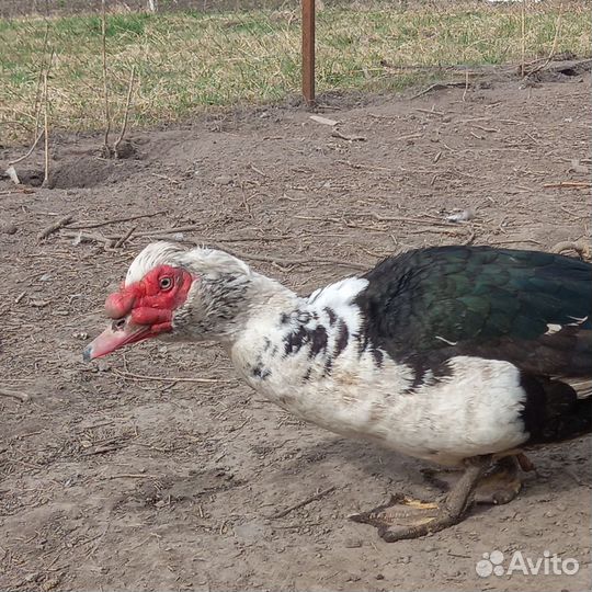 Китайский шелковый петух и семья индоуток