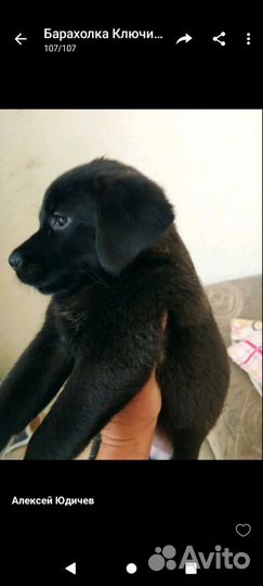 Собака в добрые руки отдам бесплатно