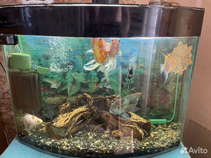 Аквариум