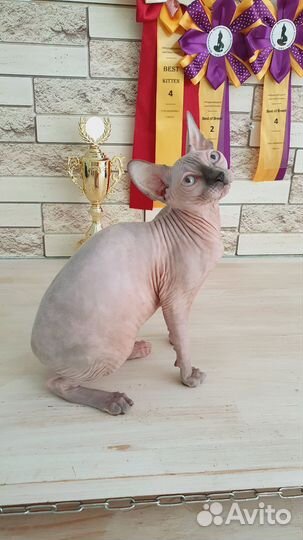 Канадский сфинкс