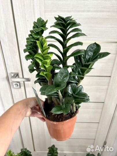 Замиокулькас зензи