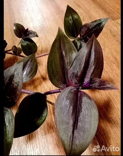 Традесканция комнатная зебрина Шоколадный холм