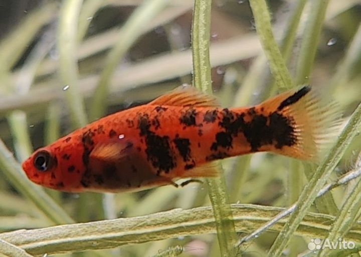 Меченосцы кои