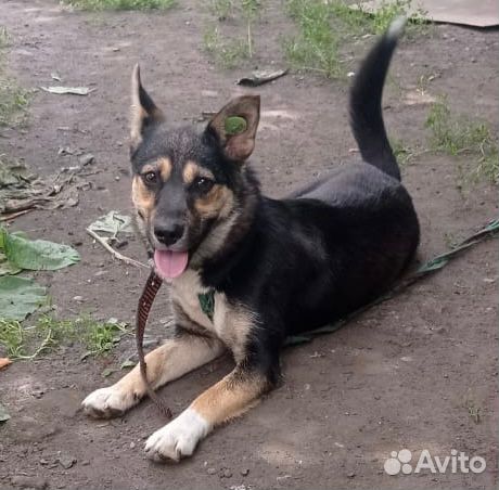 Собака в добрые руки