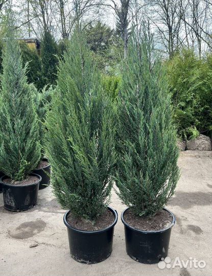 Можжевельник колоновидный Блю Эрроу