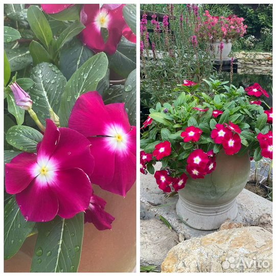 Катарантус ампельный семена