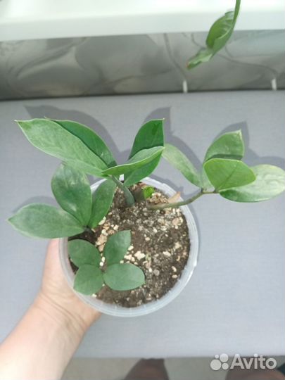 Замиокулькас детки