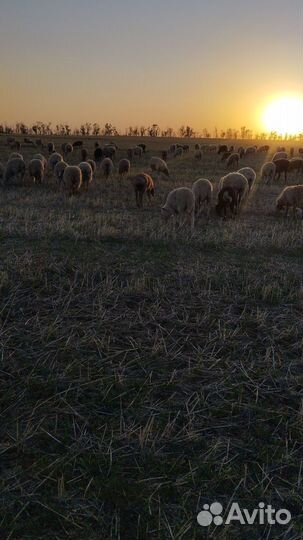Овцы ярки матки баранчики