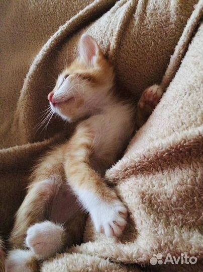 Котенок в добрые руки
