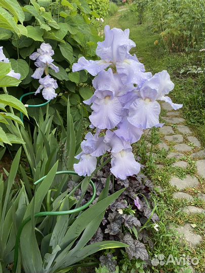 Ирисы бородатые