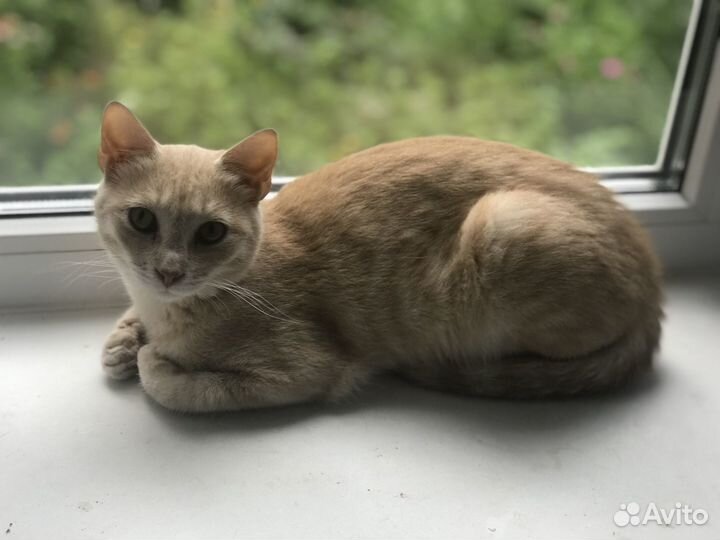 Котик в добрые руки
