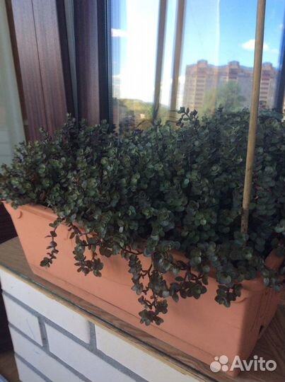 Алоэ Вера,Алоэ древовидное,Каланхоэ «Дегремона»