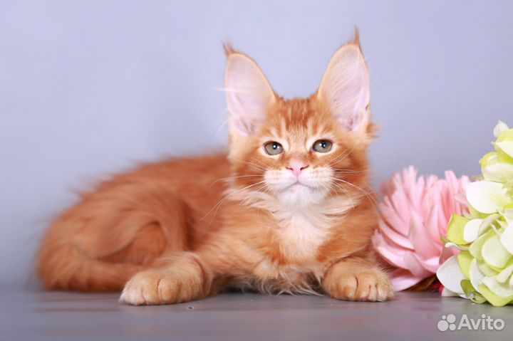 Мейн-кун девочка