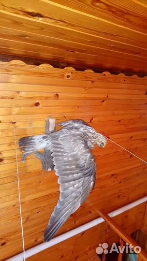 Чучело птицы