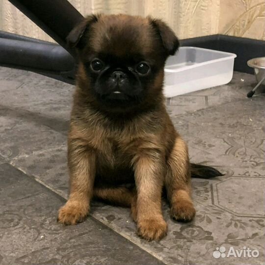 Кобель для вязки