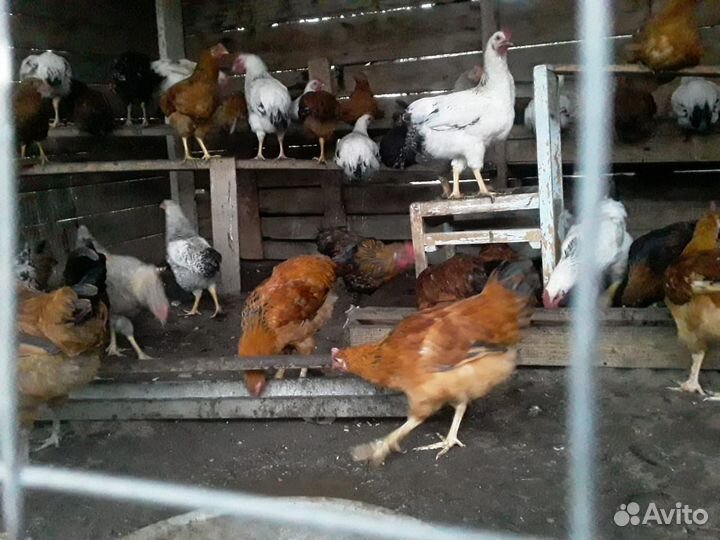 Молодые петушки