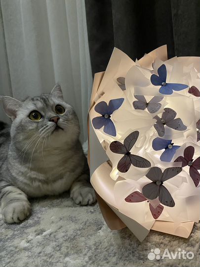 Букет из бабочек