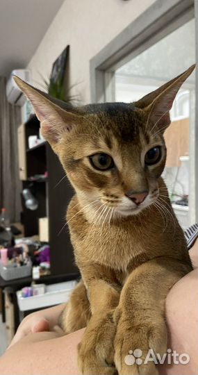 Абиссинский котёнок