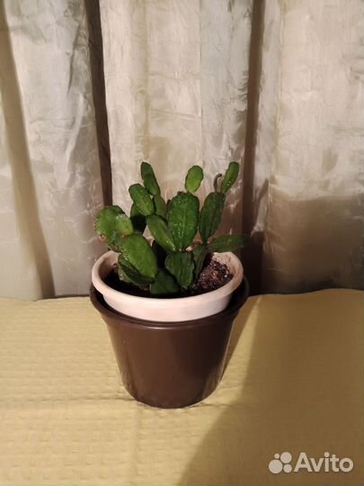 Комнатные растения разные