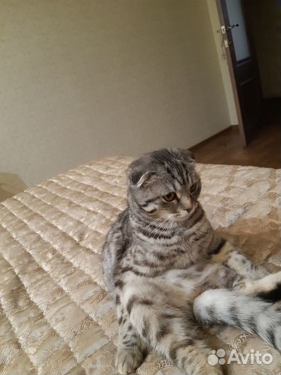 Кошка Маруся (шотландская вислоухая