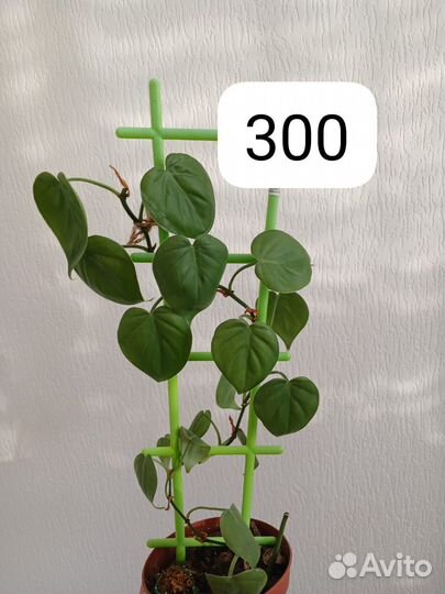 Филодендрон