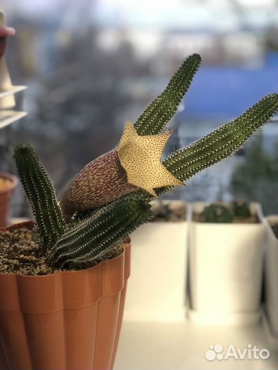 Суккуленты (таварезия), редкий