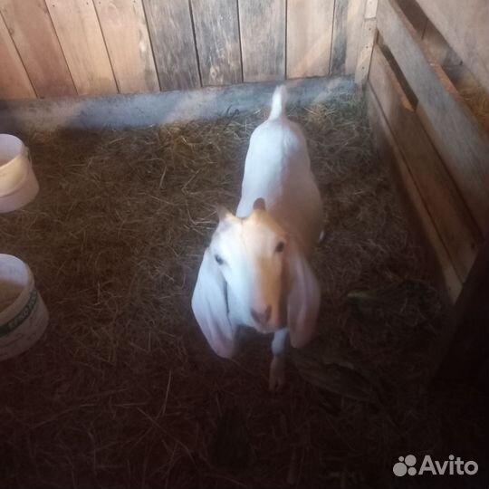 Козы дойные