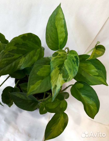 Много цветиков