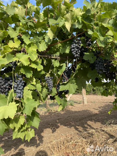 Виноград на вино,на чачу, на сок