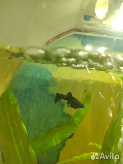 Рыбки растения для аквариума