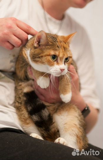 Красуня ищет дом