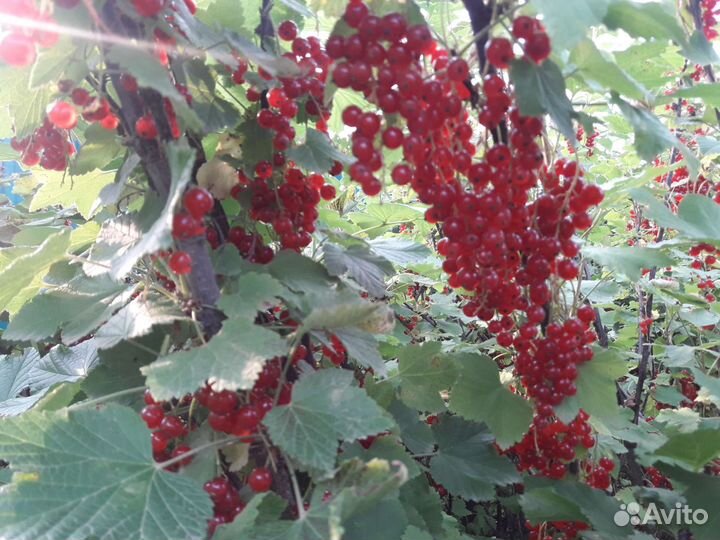 Красная смородина без веток, белая смородина