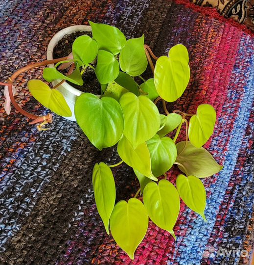 Филодендрон лимон лайм